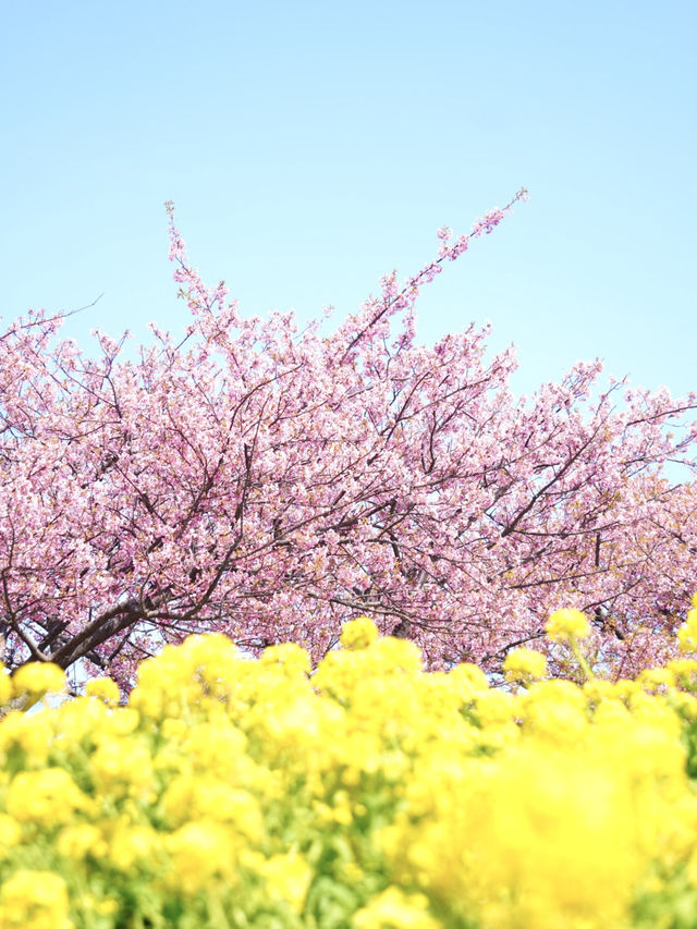 【神奈川×三浦海岸】桜、菜の花、電車のshot！お得きっぷを使って・・一足早く春旅へ・・