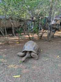 ノシベのLemuria Land