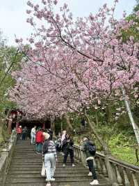 內湖 碧山巖 清風亭 櫻花隧道