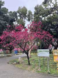 中壢莒光公園｜市區賞櫻花🌸的好地點｜寵物友善景點