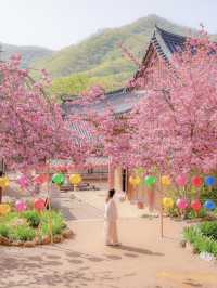 겹벚꽃과 사찰의 풍경이 아름다운 순천 선암사🌸