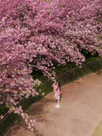 부산 근교 겹벚꽃 명소 모음🌸