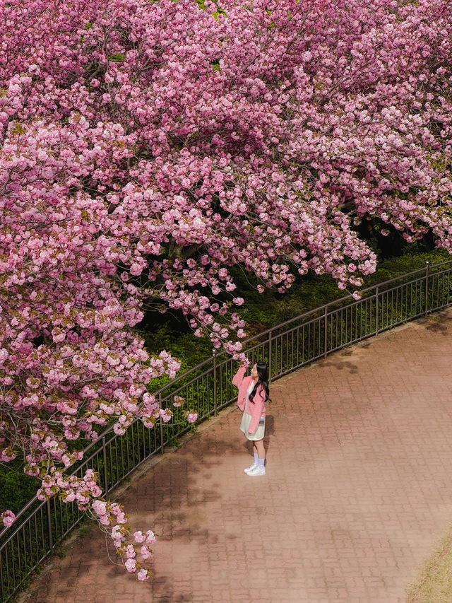 부산 근교 겹벚꽃 명소 모음🌸