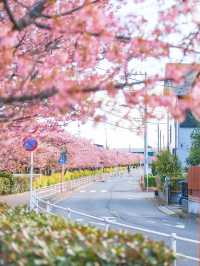 【神奈川の穴場】電車で行ける桜と菜の花の可愛いスポット