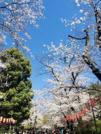 ซากุระบานสะพรั่งที่สวนอุเอโนะ งดงามจนต้องหยุดมอง