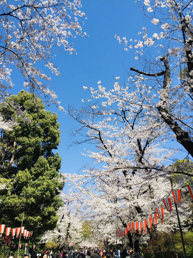 ซากุระบานสะพรั่งที่สวนอุเอโนะ งดงามจนต้องหยุดมอง