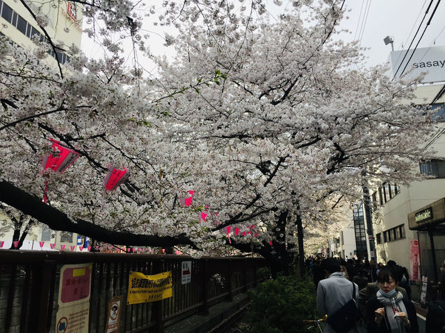 ซากุระริมแม่น้ำเมกุโระ ความสวยที่ต้องมาสัมผัสส