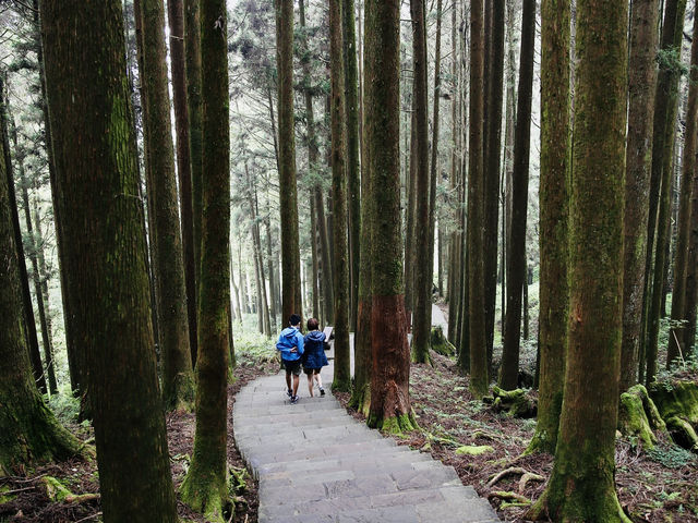 🚂🌲 阿里山小火車探險：在森林中漫步！🌳✨ 隨著火車的呼嘯聲，一起探索這片美麗的綠色世界吧！🌞🍃🌼