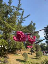 中正紀念堂🏛️櫻花🌸