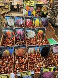 A Colorful Stroll Through Bloemenmarkt, Amsterdam