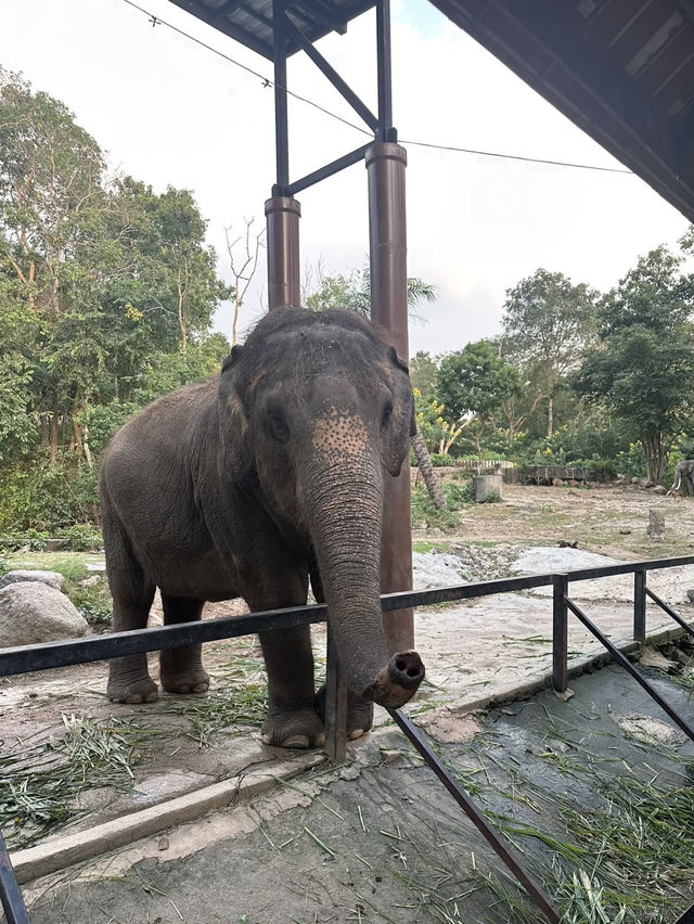 📍泰國芭達雅｜綠山動物園