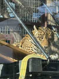 天王寺動物園一日遊：都市中的生態奇旅🦒✨