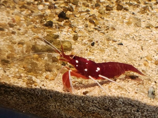 鳥羽水族館🪼蠻遠但值得一去