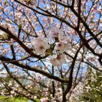 捉住了陽明山櫻花季的尾巴🌸