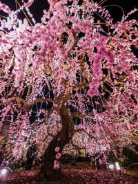 1000円で見れる絶景！春の訪れ🌸 京都と言えばド定番のココ‼️｢東寺｣