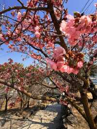 尾道｜纜車從頭頂經過的1200年古寺 中國三十三觀音第十番札所