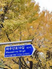 Golden Leaves & Chilly Breeze: Fall in Korea