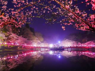 Chasing Sakura at Mobara Park Chiba