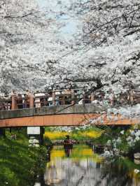 Chasing Sakura at Kawagoe Saitama