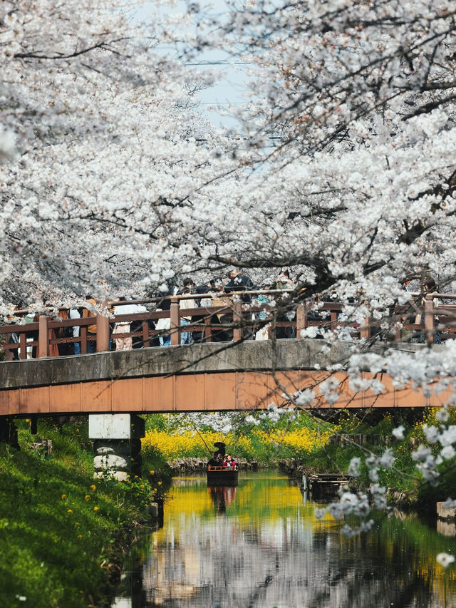 Chasing Sakura at Kawagoe Saitama