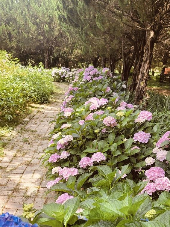 Finding Peace: A Serene Escape in the Juniper Woods