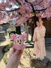 博多櫛田神社開季賞樱🌸