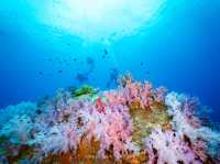 สำรวจ Dive site เกาะพระทอง
