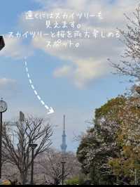 東京のお花見🌸穴場スポット　木場公園