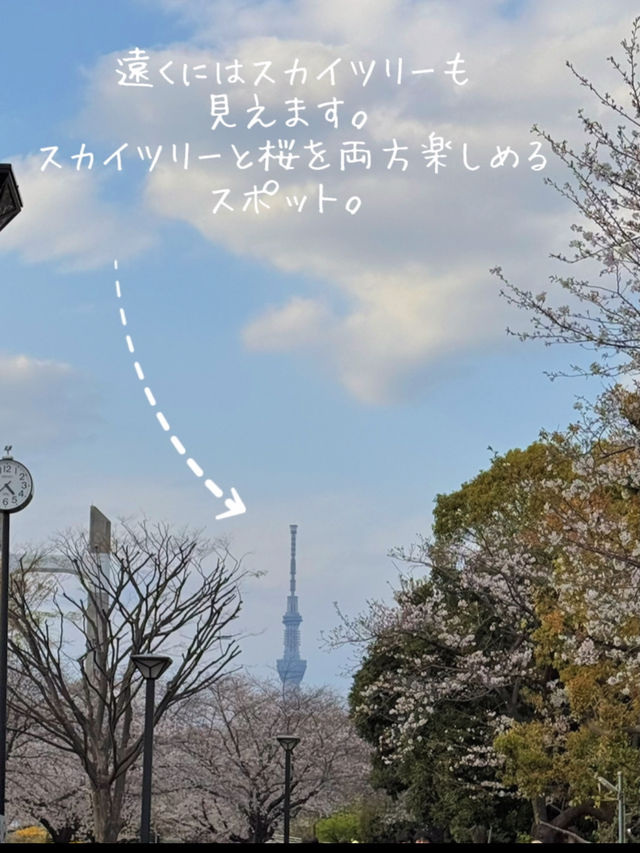 東京のお花見🌸穴場スポット　木場公園