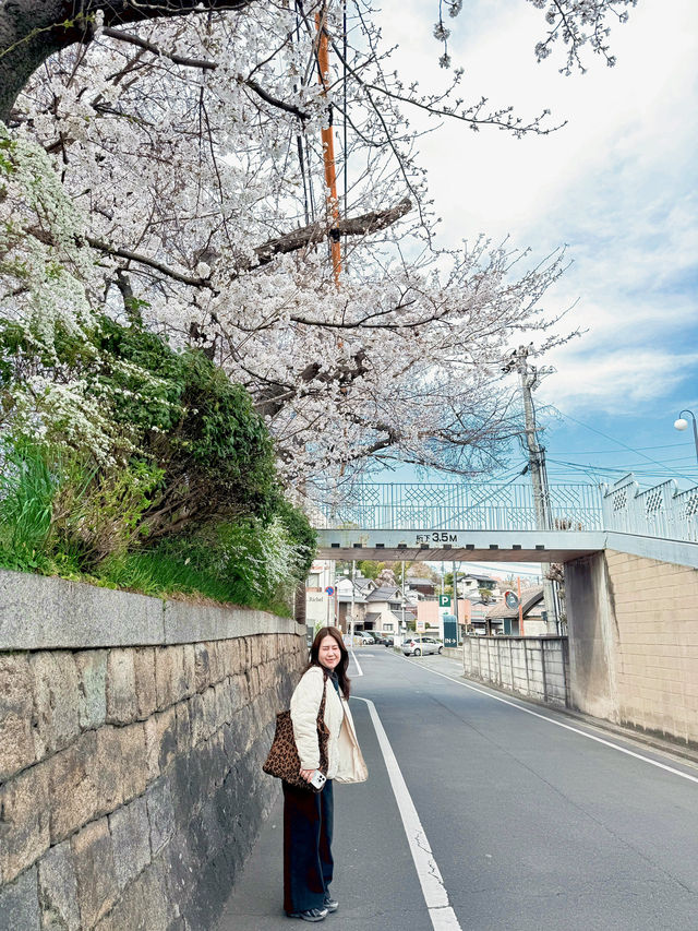 부모님과 함께 가기 좋은 봄놀이 여행지🇯🇵❤️