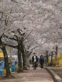 🌸 안양 충훈 벚꽃축제, 봄의 낭만을 만끽하는 완벽 여행지!