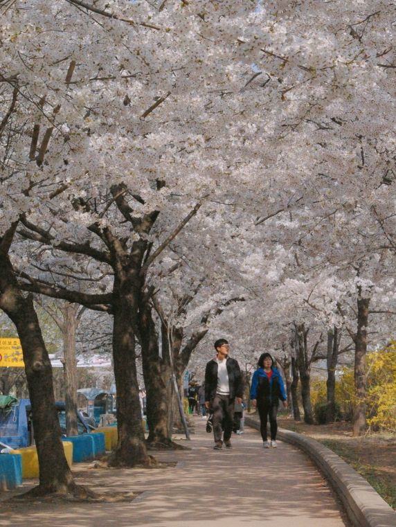 🌸 안양 충훈 벚꽃축제, 봄의 낭만을 만끽하는 완벽 여행지!