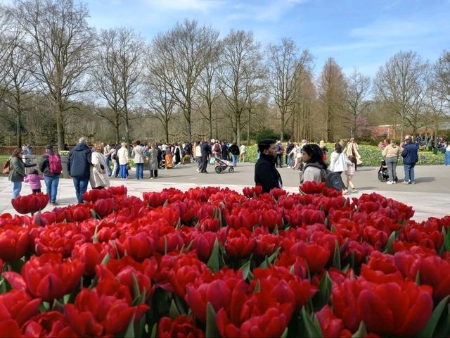 "Keukenhof: The World’s Most Beautiful Spring Garden in the Netherlands"