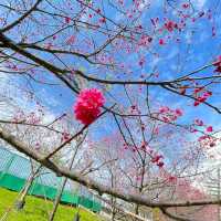 內湖樂活公園