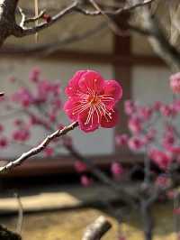 Spring Stroll at Chishakuin Temple