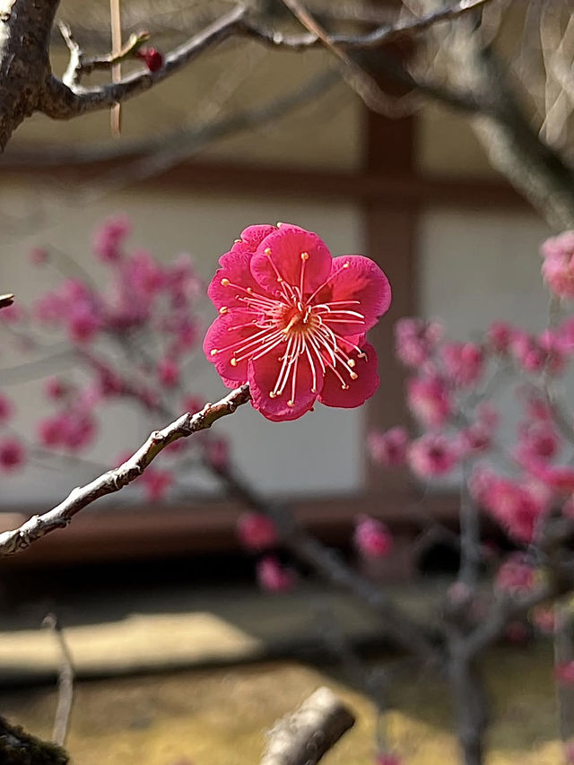 Spring Stroll at Chishakuin Temple