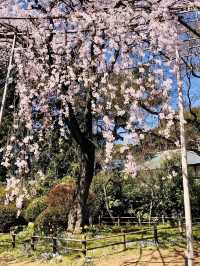 Full Bloom! Sakura at Shimizu Park🌸
