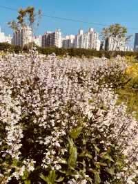 Silgaecheon in Bloom: Spring Colors by the Flowing Stream