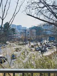 서울 벚꽃 명소 🌸