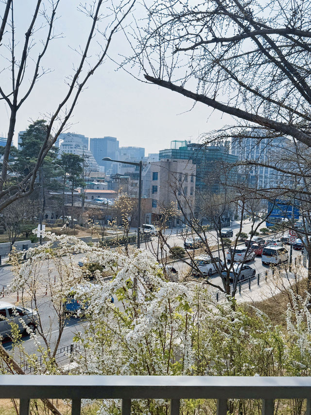 서울 벚꽃 명소 🌸