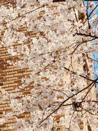 A Sweet Spring Escape: Cherry Blossoms and Cafe Delights in Gwanggyo 