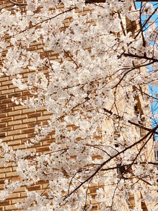 A Sweet Spring Escape: Cherry Blossoms and Cafe Delights in Gwanggyo 