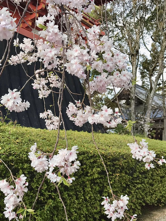 The Stunning Cherry Blossoms of Ninna-ji Temple
