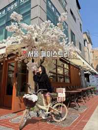 벚꽃 만개했다!