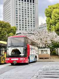 Spring Stroll at Kokyo-mae Plaza
