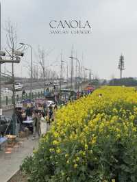 ทุ่งดอก Canola ที่เฉิงตู ในฤดูใบไม้ผลิ