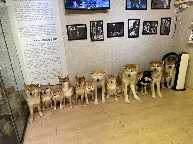 【馬六甲｜萌到心臟爆擊的 huskitory！】