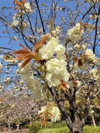 【東京】まだ間に合う!!もふもふ桜がかわいい桜スポット🌸