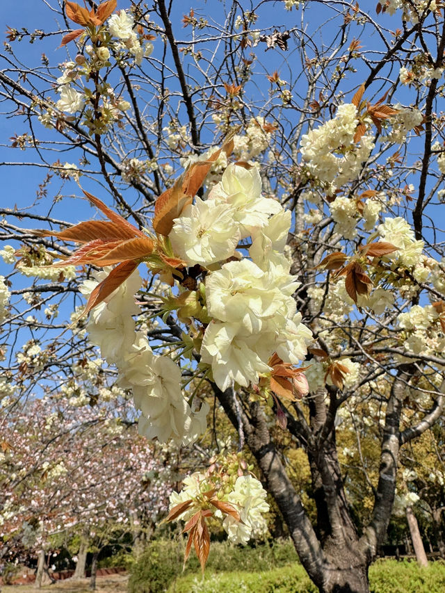 【東京】まだ間に合う!!もふもふ桜がかわいい桜スポット🌸