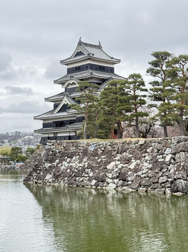 Matsumoto castle cherry blossom @ Matsumoto